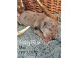 Great Dane Puppy for sale in Red Oak, IA, USA
