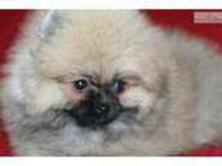 Pomeranian Puppy for sale in Lawrence, KS, USA