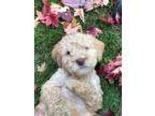 Labradoodle Puppy for sale in Lodi, CA, USA