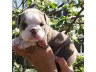 Bulldog Puppy for sale in Wichita Falls, TX, USA