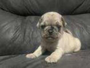 Pug Puppy for sale in Long Prairie, MN, USA