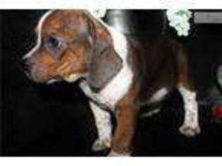 Beabull Puppy for sale in Jonesboro, AR, USA