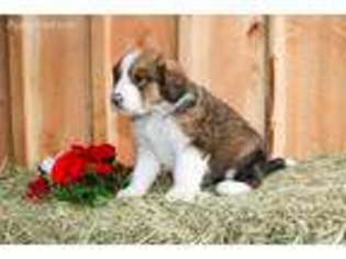 Bernese Mountain Dog Puppy for sale in Rexford, MT, USA