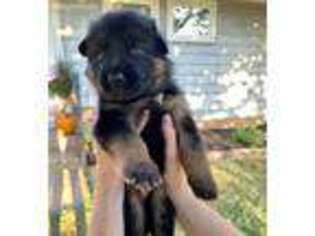 German Shepherd Dog Puppy for sale in Marietta, OH, USA