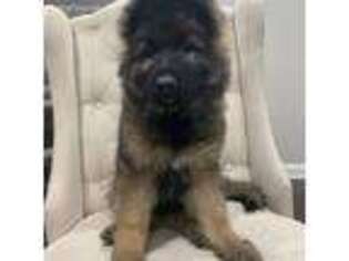 German Shepherd Dog Puppy for sale in Worcester, MA, USA