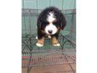 Bernese Mountain Dog Puppy for sale in Doylestown, OH, USA