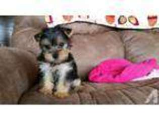 Yorkshire Terrier Puppy for sale in GLADWIN, MI, USA
