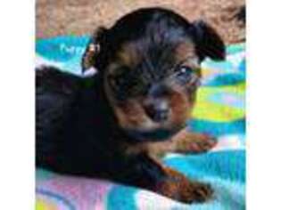 Yorkshire Terrier Puppy for sale in Morton, TX, USA