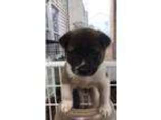 Akita Puppy for sale in Springfield, VA, USA