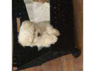 Maltese Puppy for sale in Brookfield, IL, USA