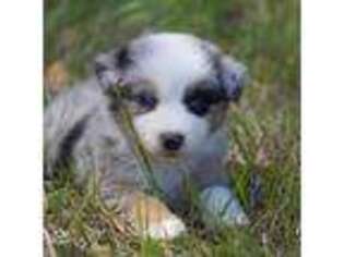 Australian Shepherd Puppy for sale in Coldwater, MS, USA