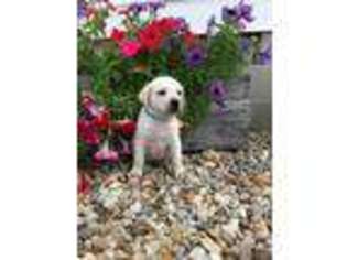 Labrador Retriever Puppy for sale in Tuscola, IL, USA