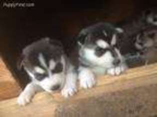 Siberian Husky Puppy for sale in Los Angeles, CA, USA