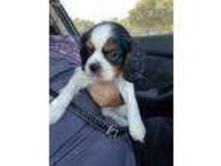Cavalier King Charles Spaniel Puppy for sale in Frisco, TX, USA