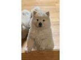 Chow Chow Puppy for sale in Sherwood, MI, USA