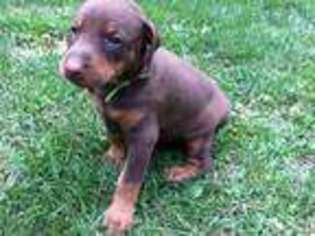Doberman Pinscher Puppy for sale in Bridgeport, MI, USA