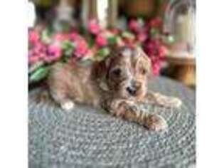 Cavapoo Puppy for sale in Lawrenceburg, TN, USA
