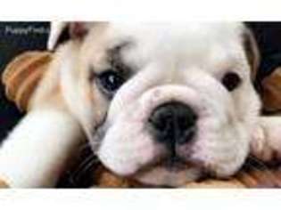 Miniature Bulldog Puppy for sale in Cleveland, OH, USA