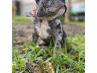 Mutt Puppy for sale in Oxford, MA, USA