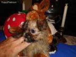 Brussels Griffon Puppy for sale in Effort, PA, USA