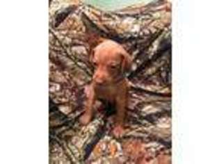 Vizsla Puppy for sale in Grants Pass, OR, USA