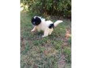 Newfoundland Puppy for sale in Hillsboro, KS, USA