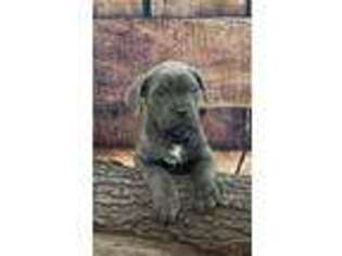 Cane Corso Puppy for sale in Neosho, MO, USA