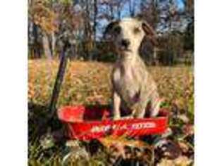 Whippet Puppy for sale in Summerville, GA, USA