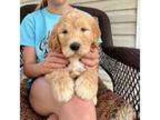 Goldendoodle Puppy for sale in Juliette, GA, USA