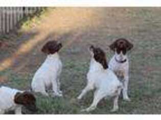 German Shorthaired Pointer Puppy for sale in Delano, CA, USA