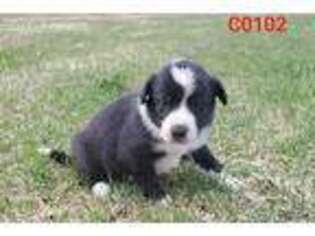 Border Collie Puppy for sale in Bagley, MN, USA