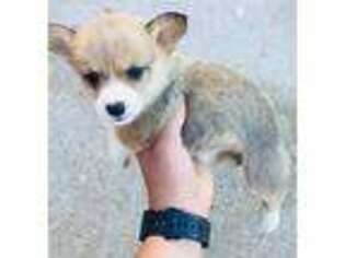 Pembroke Welsh Corgi Puppy for sale in Dupont, WA, USA
