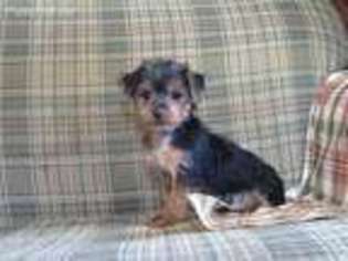 Yorkshire Terrier Puppy for sale in Lebanon, PA, USA