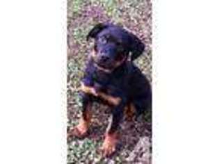 Rottweiler Puppy for sale in BORDENTOWN, NJ, USA