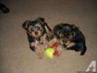 Yorkshire Terrier Puppy for sale in ELK, WA, USA