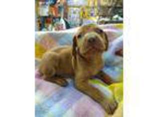 Vizsla Puppy for sale in Willis, MI, USA
