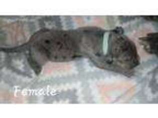 Great Dane Puppy for sale in Grants Pass, OR, USA