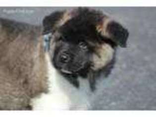 Akita Puppy for sale in Womelsdorf, PA, USA