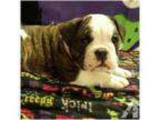 Bulldog Puppy for sale in COVINGTON, KY, USA