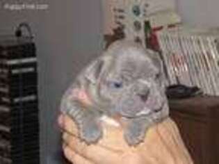 French Bulldog Puppy for sale in Sperry, OK, USA