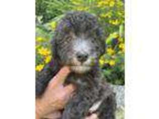 Goldendoodle Puppy for sale in Graham, NC, USA