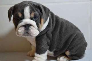 Bulldog Puppy for sale in Rutherford, NJ, USA