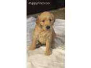 Goldendoodle Puppy for sale in Mcalester, OK, USA