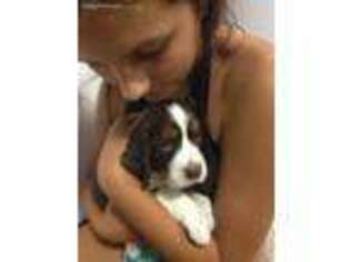 English Springer Spaniel Puppy for sale in Ledyard, CT, USA