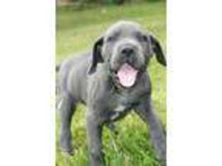 Great Dane Puppy for sale in Albany, OH, USA