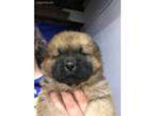 Chow Chow Puppy for sale in Hubbard, OH, USA