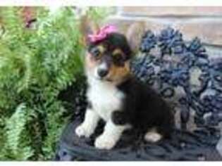 Pembroke Welsh Corgi Puppy for sale in Woodburn, IN, USA