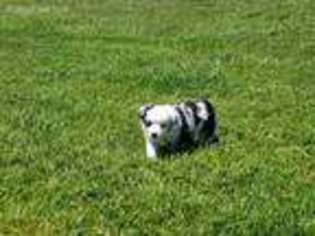 Miniature Australian Shepherd Puppy for sale in Seaford, DE, USA