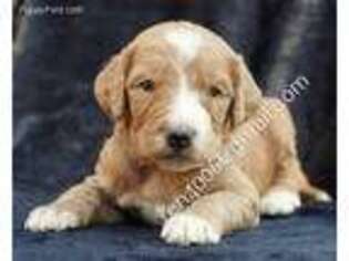 Goldendoodle Puppy for sale in Huntsville, AL, USA