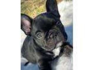 French Bulldog Puppy for sale in Oak Grove, LA, USA
